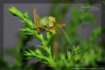 Kobylka zelená - mládě
